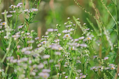 7 Stunning Places To See Minnesota Wildflowers This Spring