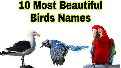 The World 10 Most Beautiful Birds Names In Englishyoutube Audio