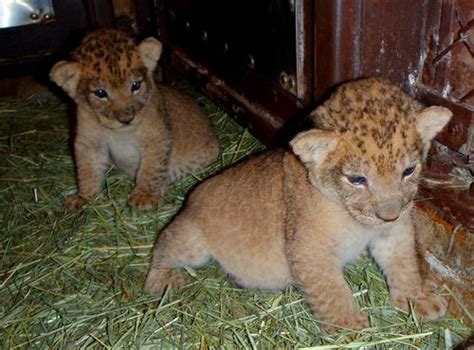 Trio Of Furry Bellies Three Transvaal Lion Cubs Born At Honolulu Zoo