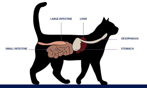 Abdominal Cancer Symptoms In Cats Stomach Cancer Cats Treatment Cat
