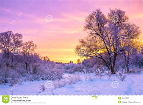 Winter Landscape With Sunset And The Forest Stock Image
