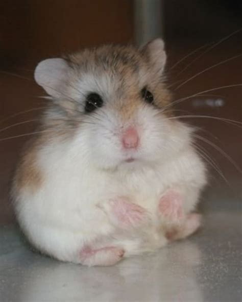 72 Cute And Funny Hamster Names For Males And Females Pethelpful By