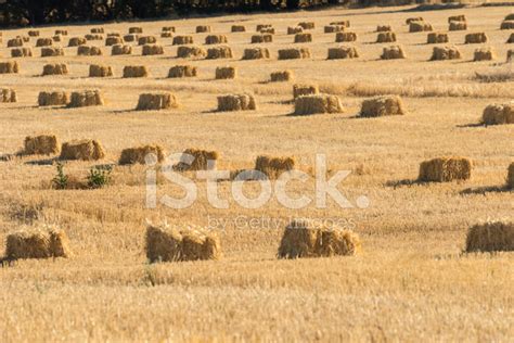 Hay Bales Stock Photo Royalty Free Freeimages