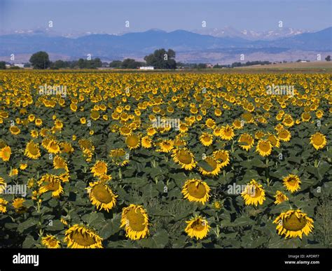 Sunflowers In Field On Eastern Side Of Rocky Mountains Near Greeley