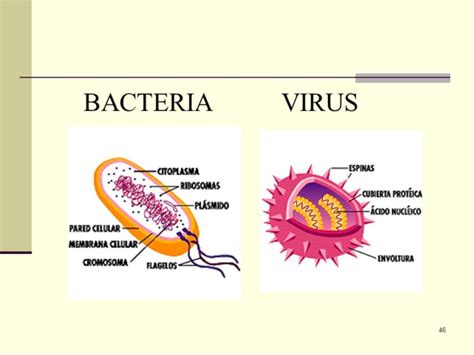 Diferencias Entre Los Virus Y Bacterias Las Bacterias Virus Hq