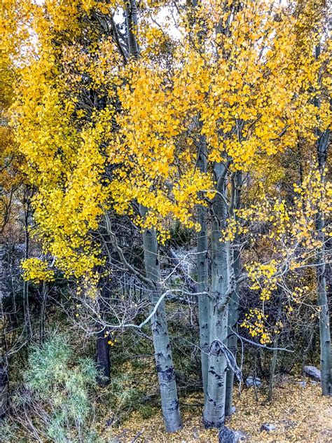 Colorful Yellow Aspen Trees In The Fall Stock Image Image Of Tioga