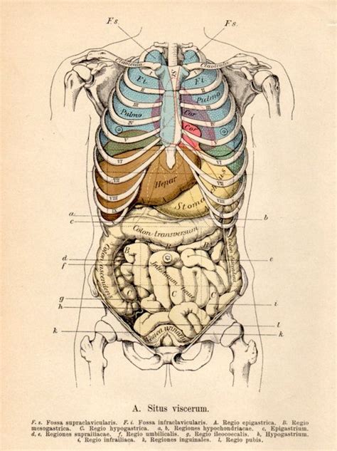 Female human body diagram of organs posted on anatomy organ. 1901 Anatomy, Antique Print, Vintage Lithograph, Situs ...