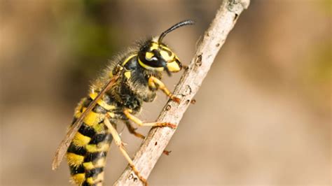 Brewers Yeast Creates Love Nests In Wasps Digestive Tracts Mental Floss