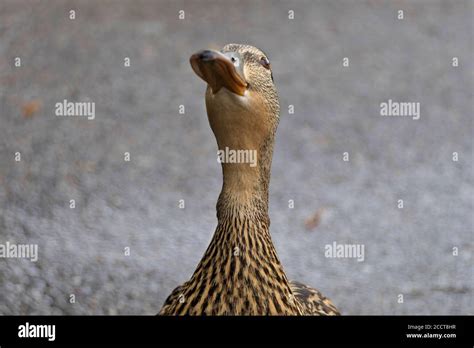 Female Duck Stretches Her Long Neck And Head Up Stock Photo Alamy