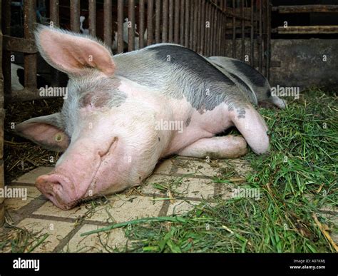 Piétrain Pig Lazy Pig Sleeping Pig In A Sty Pigsty Stock Photo 9906977