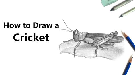 How To Draw A Cricket Pitch