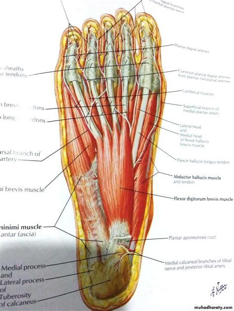 Dorsal Foot Anatomy