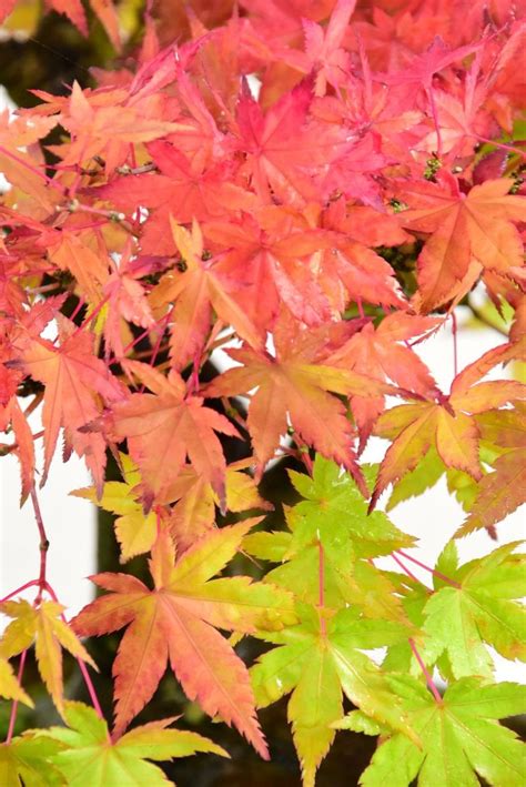 Classic Specimen Japanese Maple Acer Bonsai Tree