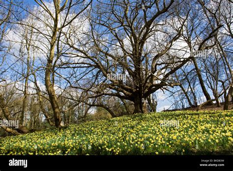 Spring Woodland Stock Photo Alamy