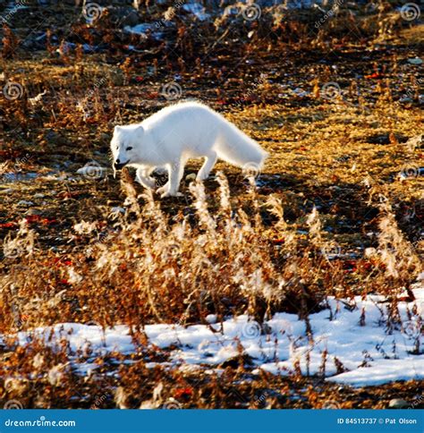 Arctic Fox With Lemming In His Mouth Stock Image Image Of Outdoors
