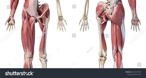 Human Male Anatomy Limbs Hip Muscularのイラスト素材 Shutterstock