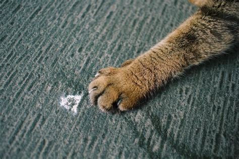 Why Do Cats Knead On Their Owners Feline Paws