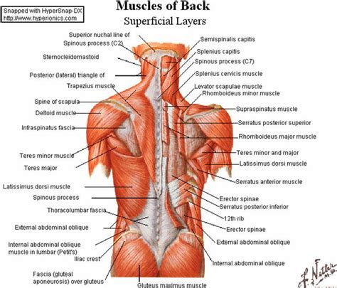 The back is the body region between the neck and the gluteal regions. Pin em I