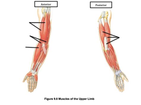 Muscles Of The Upper Limb Diagram Quizlet