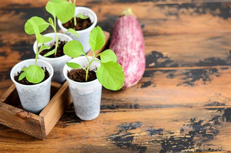 Eggplant Seedlings Indoors Homegrown Plant Seedling Eggplant Seedling