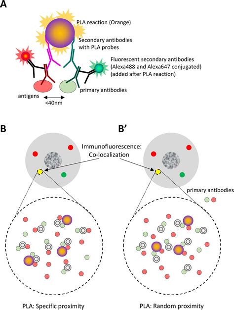 Limited significance of the in situ proximity ligation assay | bioRxiv