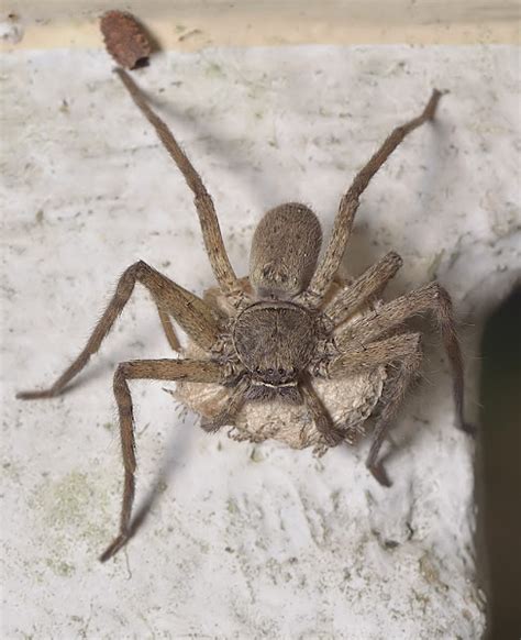Brown Huntsman Spider Female Project Noah
