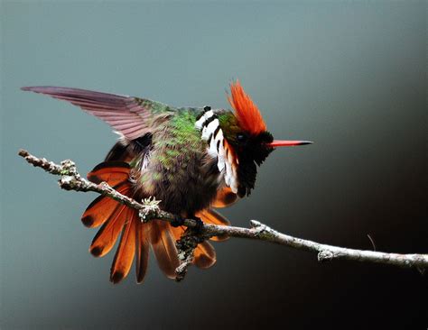 Animals Bird Hummingbird Coquette Frilled Coquette Fairy