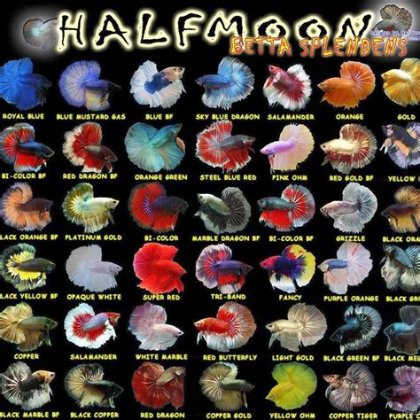 All About Betta Fish Types Of Halfmoon Betta Fish