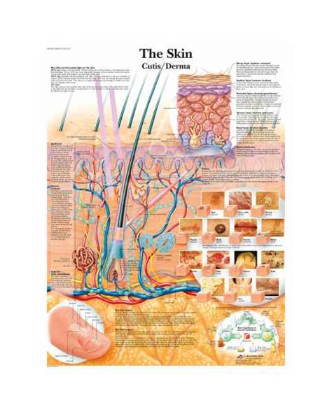Skin Anatomy Charts Dermatology Anatomical Posters