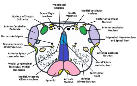 Anatomy Of Medulla Oblongata