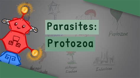 Parasites Protozoa Classification Structure Life Cycle Pathogenicity คือ Webgiasi Vn