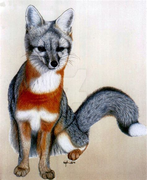 Grey Fox By Wyldwoman On Deviantart