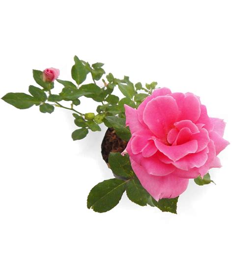 Download Transparent Bunga Mawar Pink Png Garden Roses Pngkit