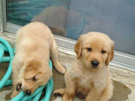 Golden retriever puppies are one of the most popular dog breeds for a reason! Excellent Golden retriever puppies FOR SALE ADOPTION from ...