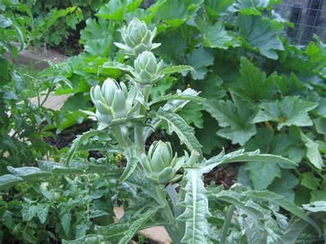 We did not find results for: 56 best images about Arizona Plants on Pinterest | Gardens ...