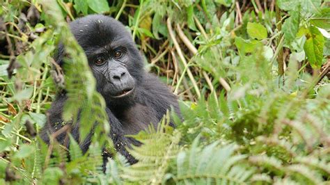 Booking A Gorilla Safari To Mgahinga Gorilla National Park — Uganda