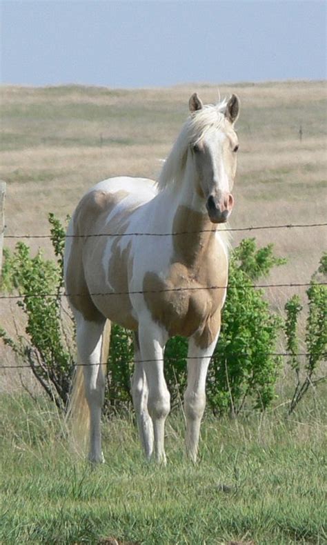 Buckskin horses have long been a part of television westerns, including ben cartwright's horse on bonanza and trampas. Buttermilk Buckskin Paint Mustang mare named Kiss Me Kate ...