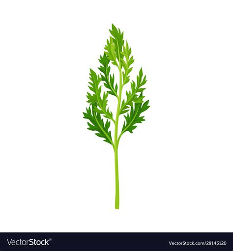 Top Leaves Carrot Element Royalty Free Vector Image