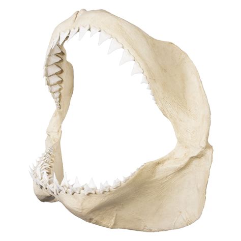 Replica Great White Shark Jaw For Sale Skulls Unlimited International
