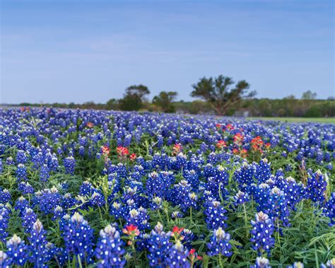 Picture Of The Week Texas Bluebonnets Andys Travel Blog