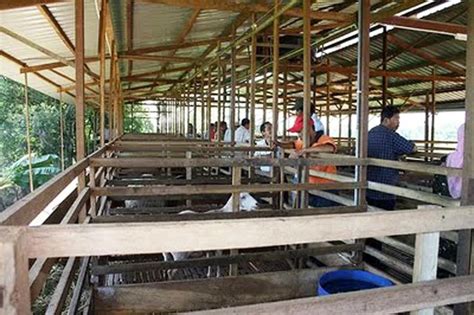 Kandang kambing sebagai tempat berlindung dari panas, hujan, dan terpaan angin. Desain Kandang Kambing Etawa dari Bambu dan Kayu
