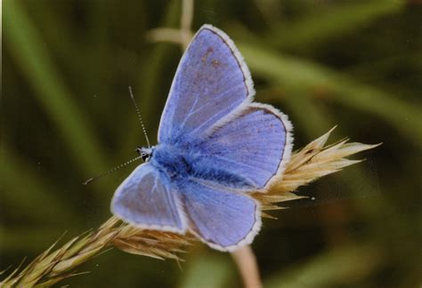 Ray Colliers Wildlife In The North Common Blue Butterfly Wilderness
