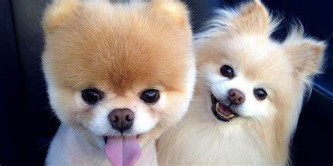 Pomeranian Boo Irkı Hakkında Bilmeniz Gerekenler