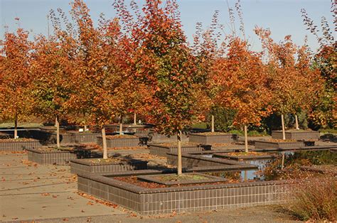 Acer × Pacific Sunset™ Landscape Plants Oregon State University