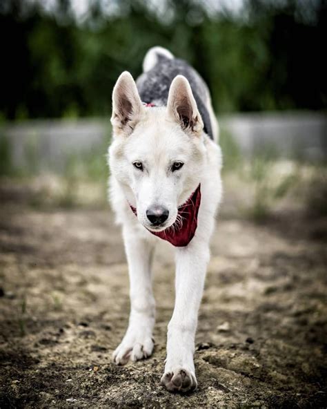 White German Shepherd Husky Mix Puppies Pets Lovers