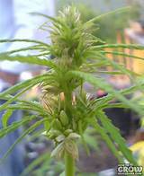 Images of How To Grow Marijuana Easy