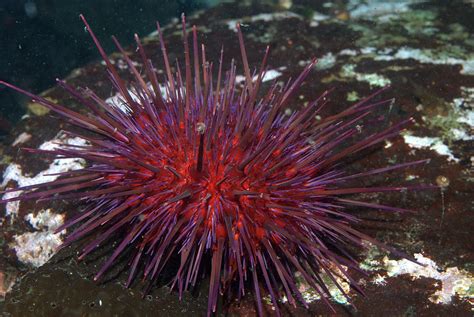 Sea Urchin In Malay Molly Knox