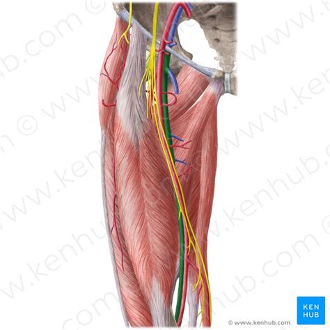 Artérias E Nervos Dos Membros Inferiores Anatomia Kenhub Free Hot