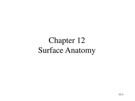Ppt Chapter 12 Surface Anatomy Powerpoint Presentation Free Download