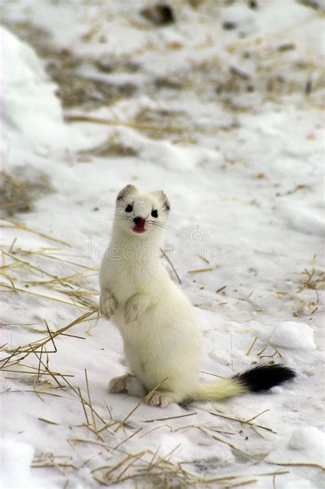 East Siberian Ermine In The Winter Curious Ermine In A Habitat Of